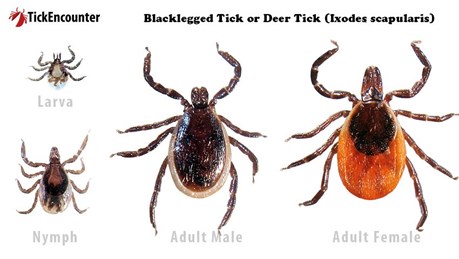Blacklegged Tick or Deer Tick